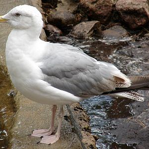 Larus argentatus argentatus / Herring gull, sub-ad 4cy (30-07-2006)