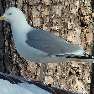Larus argentatus argentatus / Herring gull, adult (05-03-2011)