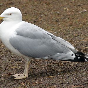 Larus argentatus omissus / Herring gull, adult (01-07-2007)