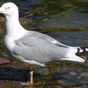 Larus argentatus omissus / Herring gull, adult female (12-04-2009)