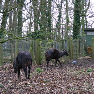 Lowland anoas at Marwell Wildlife, 13 March 2011