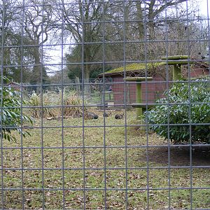 Second mara enclosure at Marwell Wildlife, 13 March 2011