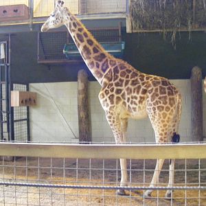 Jade the Rothschild giraffe at Marwell Wildlife, 13 March 2011
