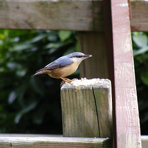 Nuthatch feeding at Marwell Wildlife, 13 March 2011