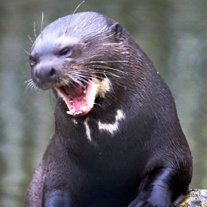 Giant otter1