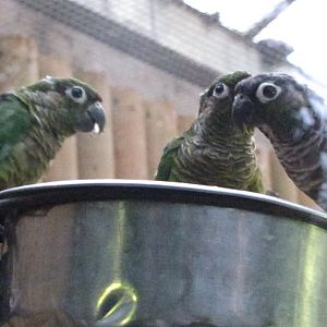 Green cheeked conures