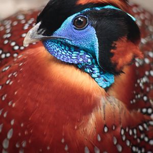 Temmincks Tragopan - 12/03/2011