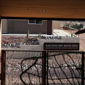 Black footed ferret breeding center