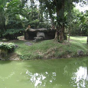 African Lion Exhibit