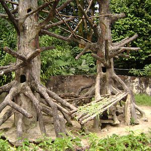 Malayan Porcupine Exhibit