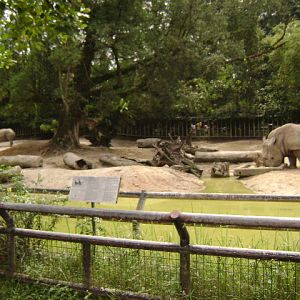 White Rhinoceros Exhibit