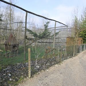 Prionailurus rubiginosus phillipsi enclosure