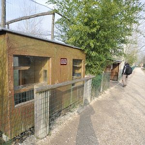 Prionailurus rubiginosus phillipsi enclosure