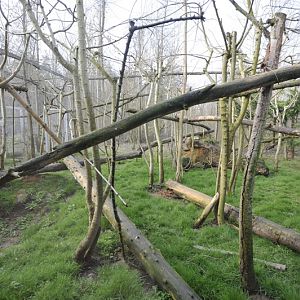 Prionailurus rubiginosus phillipsi enclosure