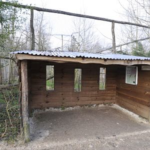 Prionailurus rubiginosus phillipsi enclosure