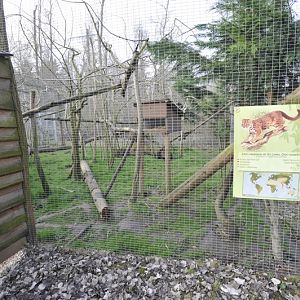 Prionailurus rubiginosus phillipsi enclosure