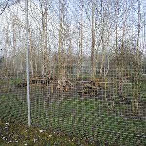 Pardofelis temmincki enclosure