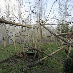 Prionailurus bengalensis bengalensis enclosure
