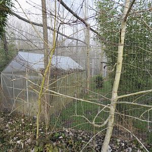 Prionailurus bengalensis bengalensis enclosure