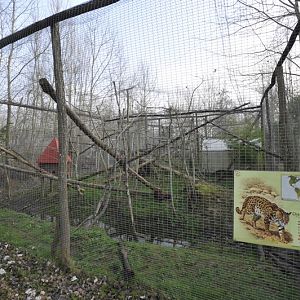 Prionailurus bengalensis bengalensis enclosure