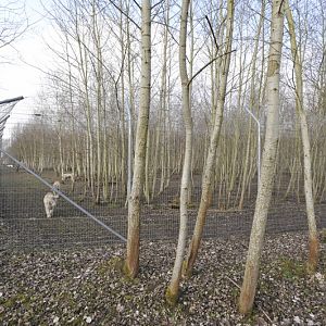white tiger enclosure