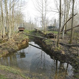 Prionailurus viverrinus enclosure