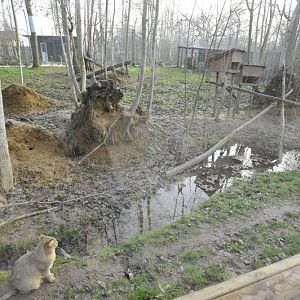 Felis chaus enclosure