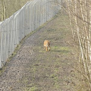Panthera tigris altaica enclosure
