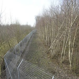 Panthera tigris altaica enclosure