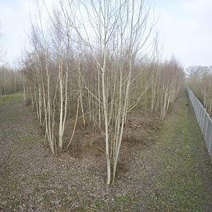 Panthera tigris altaica enclosure