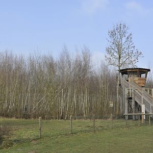 Panthera tigris altaica enclosure