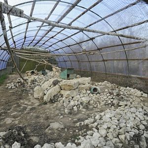 Otocolobus manul enclosure