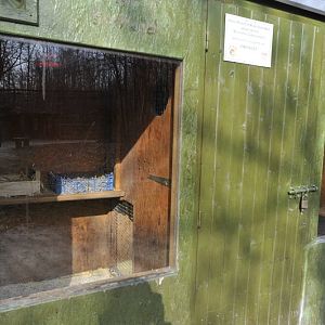 Leopardus tigrinus enclosure