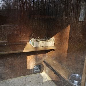 Leopardus tigrinus enclosure