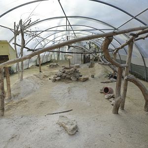 Felis margarita harrisoni enclosure