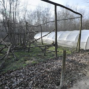 Felis margarita harrisoni enclosure