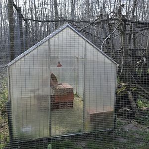 Felis margarita harrisoni enclosure