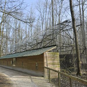 Leopardus pardalis enclosure