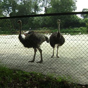 African Savannah-Ostriches