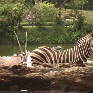 African Savannah-Gemsbok & Zebra