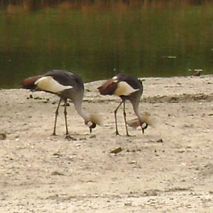 African Savannah-Grey Crowned Cranes