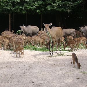Nilghai & Axis Deer Exhibit