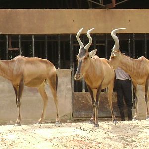 White Rhinoceros Exhibit- Red Hartebeest