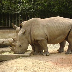 White Rhinoceros Exhibit 4