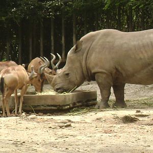 White Rhinoceros Exhibit 3