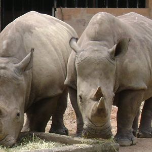 White Rhinoceros Exhibit 2