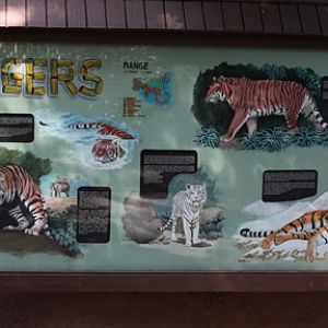 nice looking tiger sign