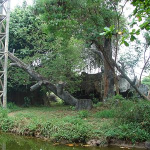 Chimpanzee island - Schmutzer Primate Centre