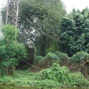 Chimpanzee island - Schmutzer Primate Centre