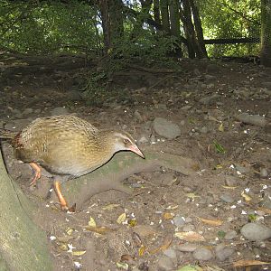 buff weka (Gallirallus australis hectori)